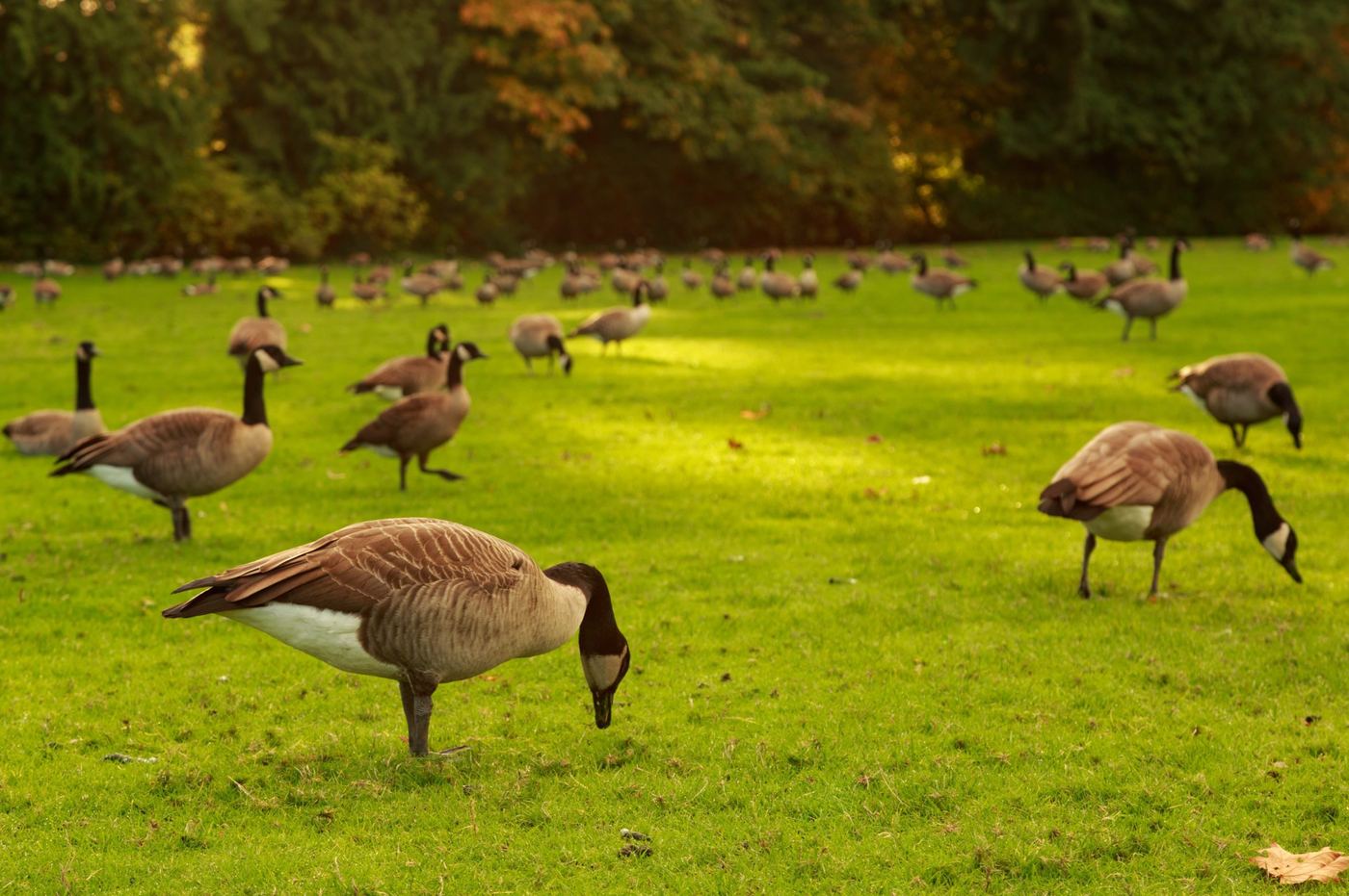 People with bows on a golf course near water and geese.