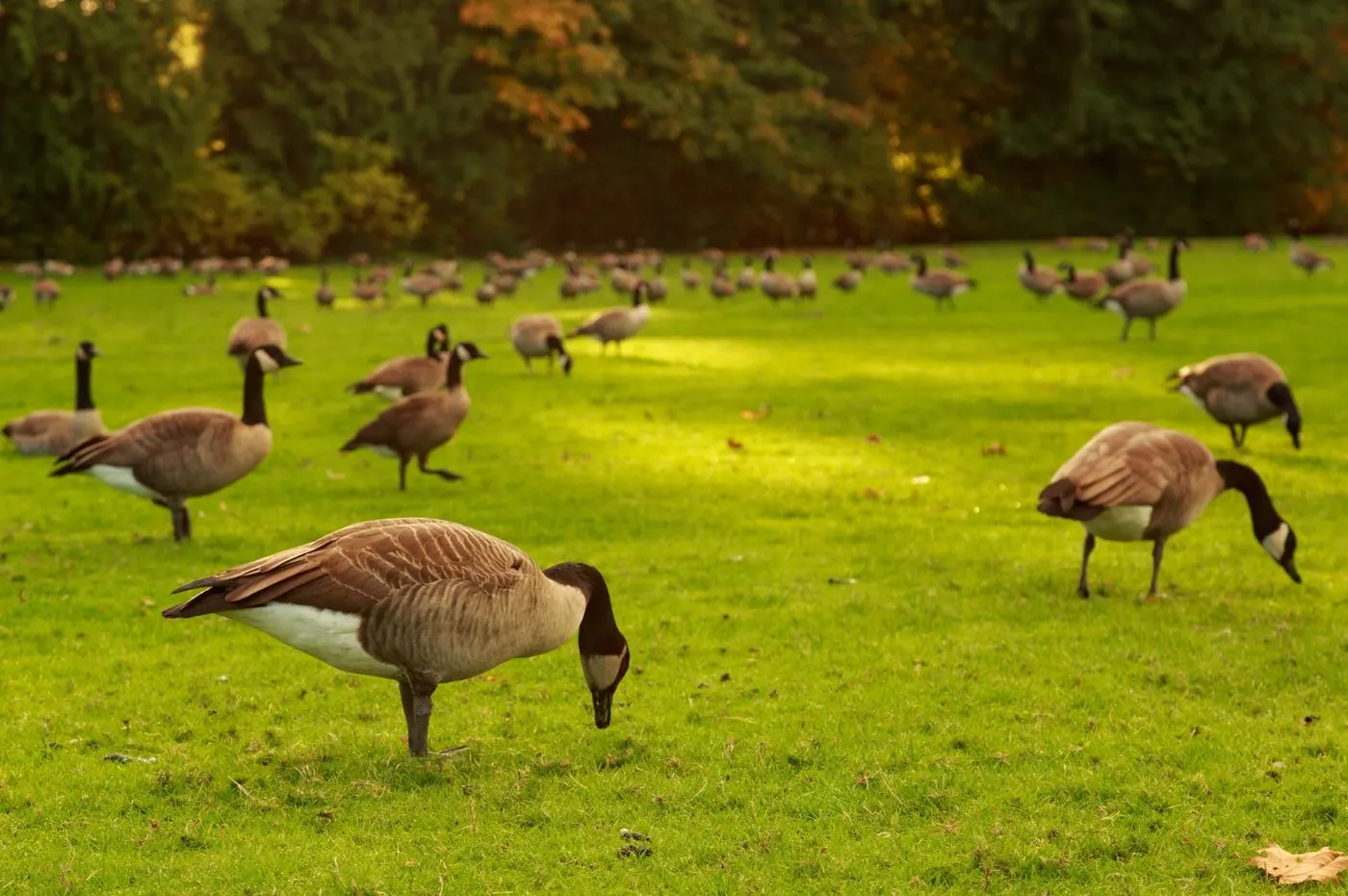 People with bows on a golf course near water and geese.