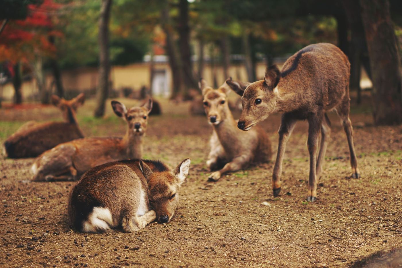 Deer standing near a tall fence along a wooded property edge.