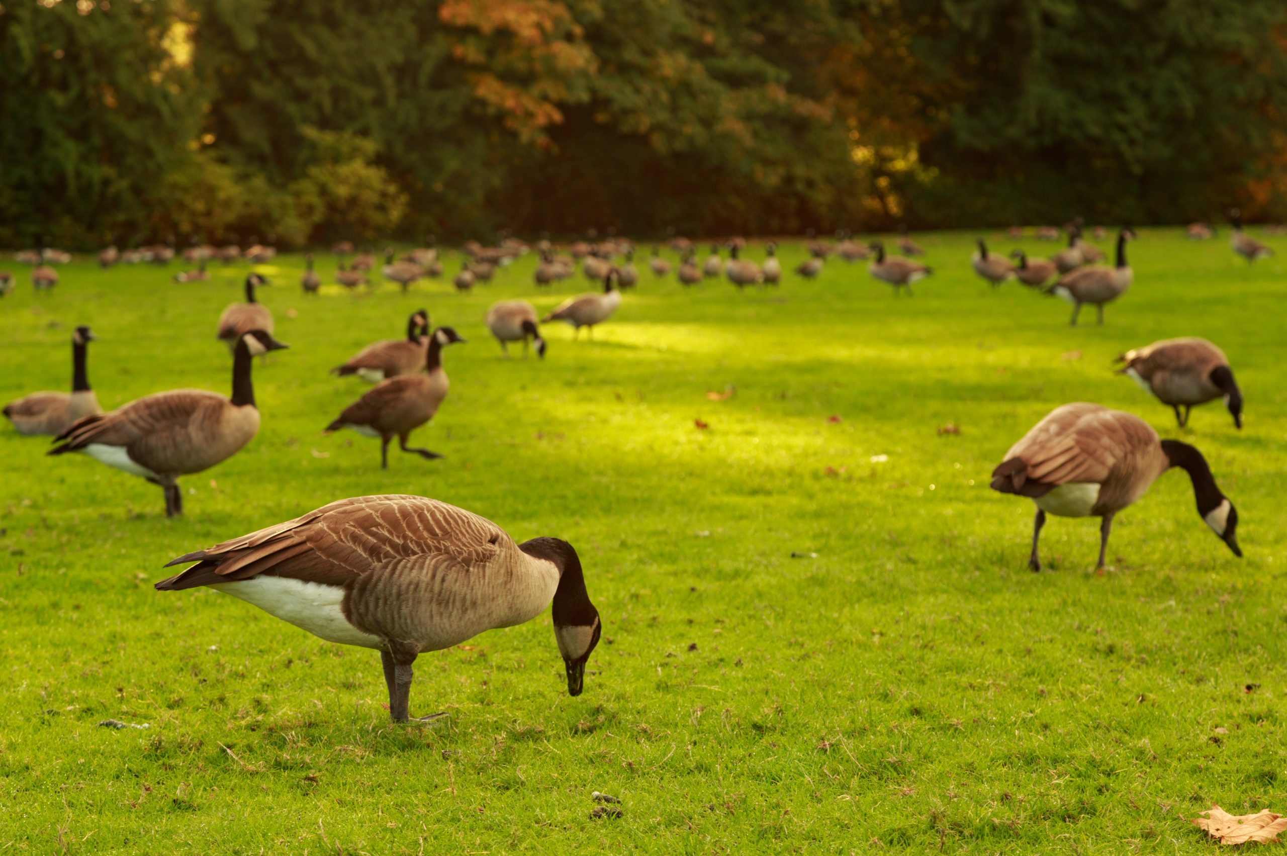 Canada Geese Grazing